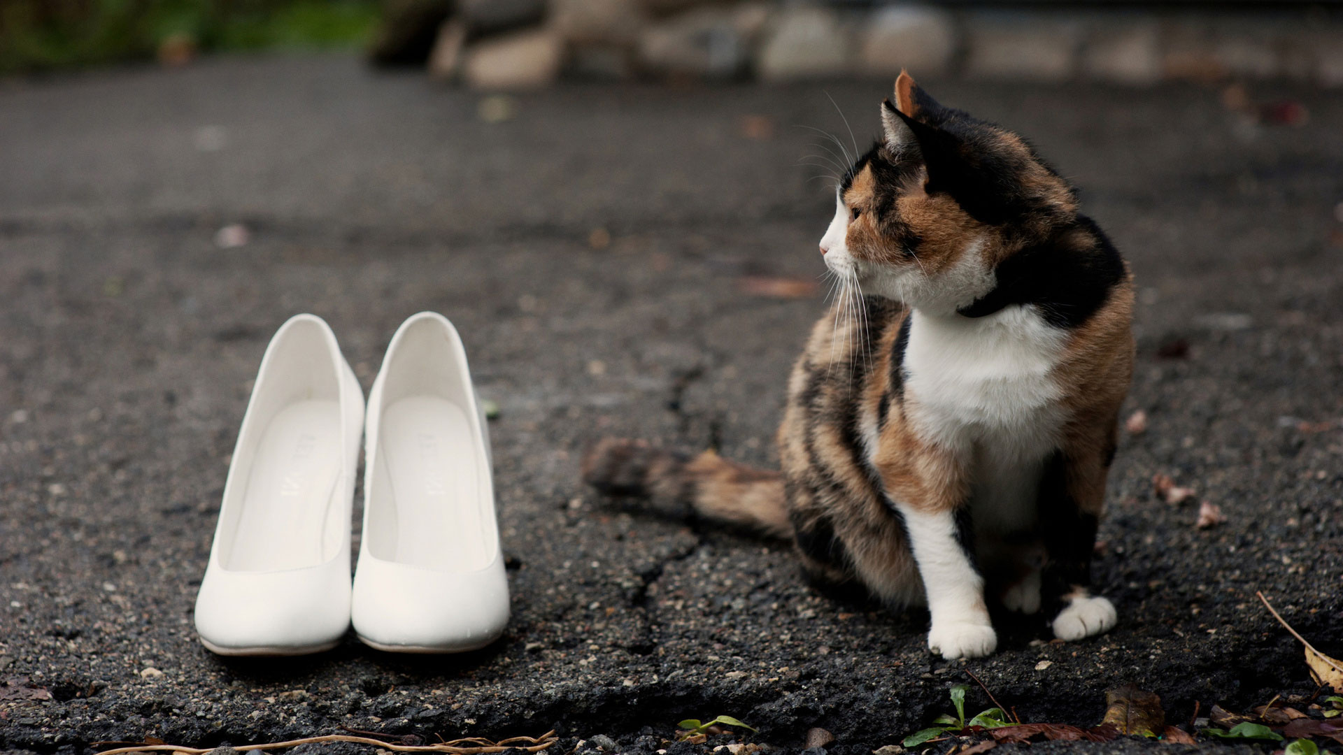 Кот и обувь
